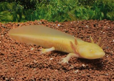 Axolotl gold