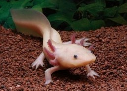 Axolotl leucistique