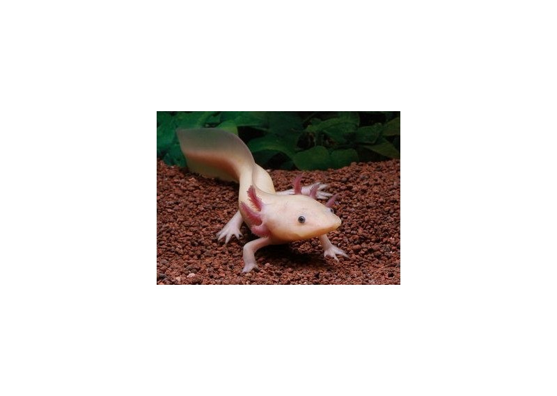 Axolotl leucistique