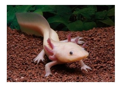 Axolotl leucistique