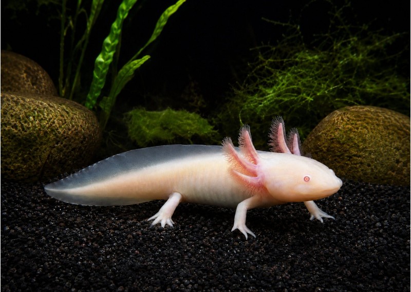 Axolotl albinos