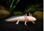 Axolotl albinos