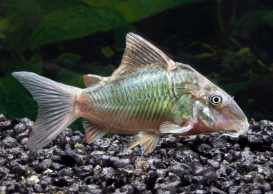Brochis splendens