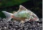 Brochis splendens