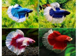 Betta HM select mâle...