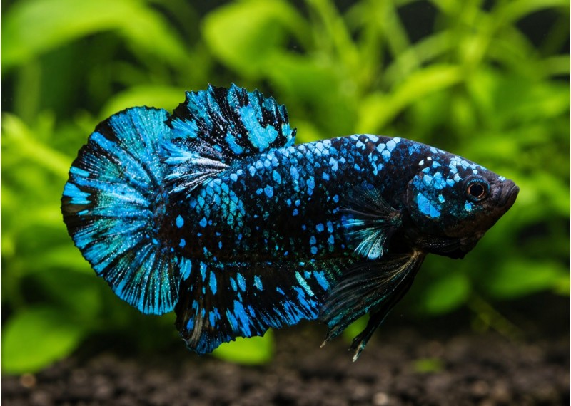 Betta plakat mâle select avatar