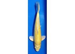 Carpe koi A 30-35 cm Photo...