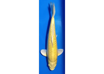 Carpe koi A 30-35 cm Photo N°11