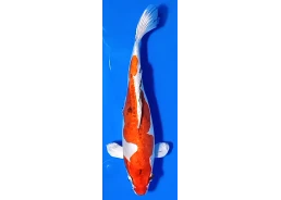 Carpe koi A 30-35 cm Photo...