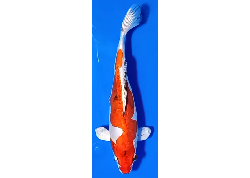 Carpe koi A 30-35 cm Photo N°12