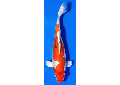 Carpe koi A 30-35 cm Photo N°12