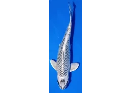 Carpe koi A 30-35 cm Photo...
