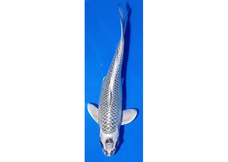 Carpe koi A 30-35 cm Photo N°13