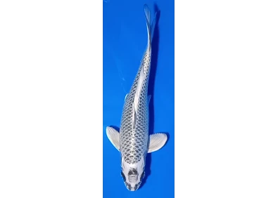 Carpe koi A 30-35 cm Photo N°13