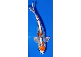 Carpe koi A 30-35 cm Photo...