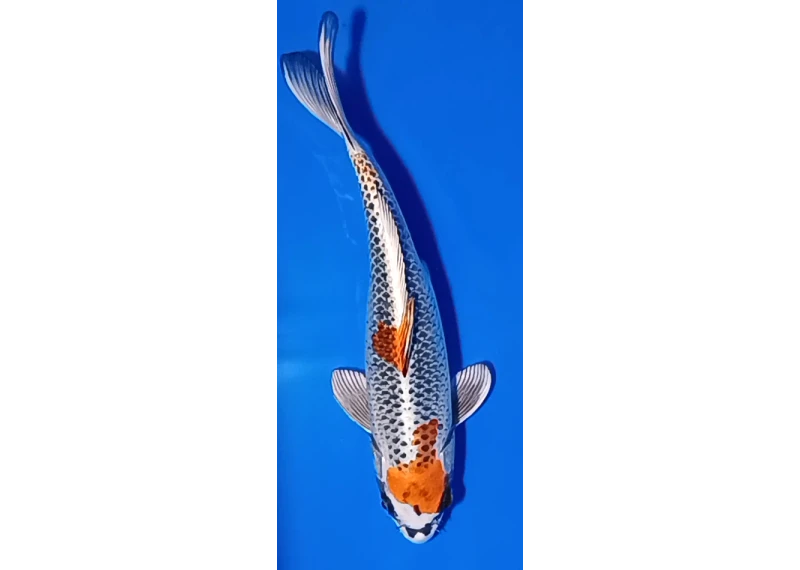 Carpe koi A 30-35 cm Photo N°14