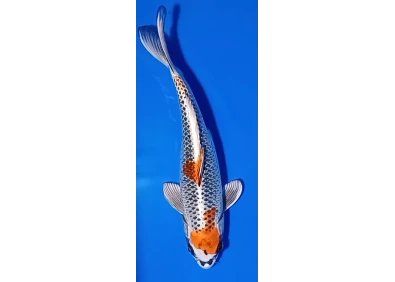 Carpe koi A 30-35 cm Photo N°14