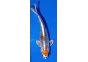 Carpe koi A 30-35 cm Photo N°14