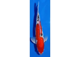 Carpe koi A 30-35 cm Photo...