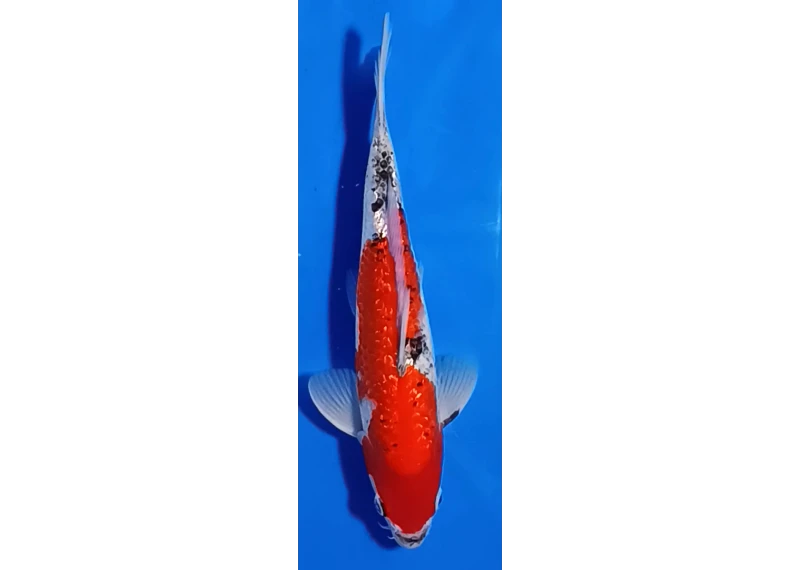 Carpe koi A 30-35 cm Photo N°15
