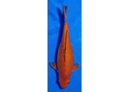 Carpe koi A 30-35 cm Photo...