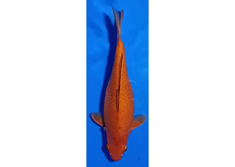 Carpe koi A 30-35 cm Photo N°16