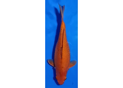 Carpe koi A 30-35 cm Photo N°16