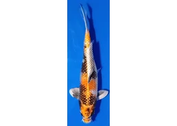 Carpe koi A 30-35 cm Photo...