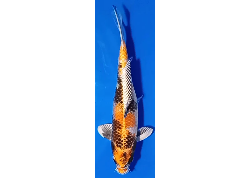 Carpe koi A 30-35 cm Photo N°17