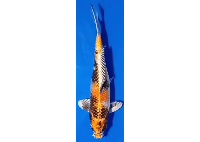 Carpe koi A 30-35 cm Photo N°17