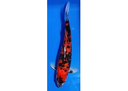 Carpe koi A 30-35 cm Photo...