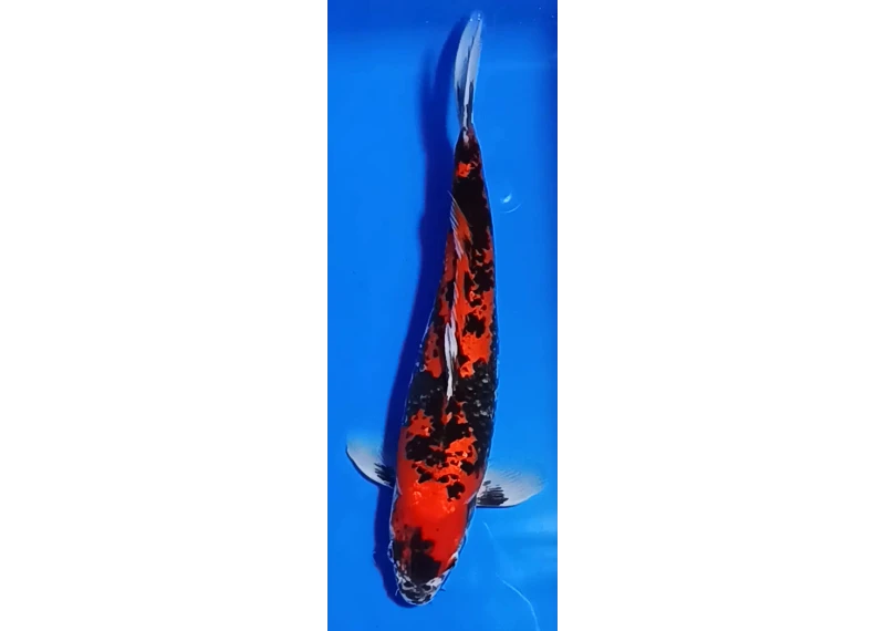 Carpe koi A 30-35 cm Photo N°18