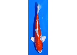Carpe koi A 30-35 cm Photo...