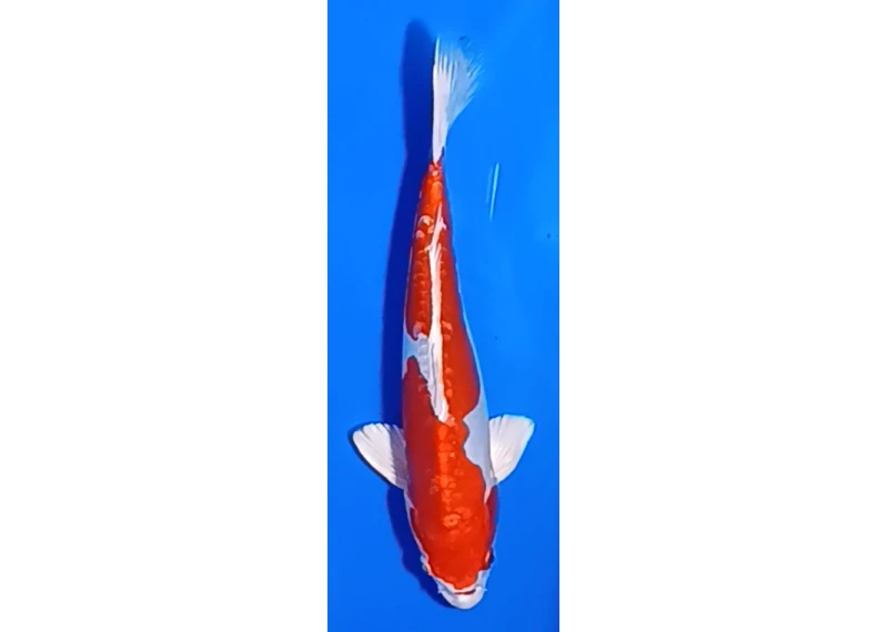 Carpe koi A 30-35 cm Photo N°19