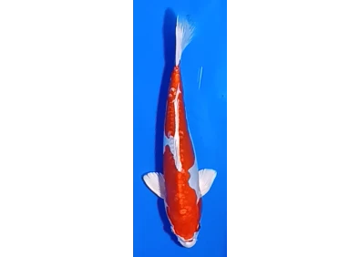 Carpe koi A 30-35 cm Photo N°19