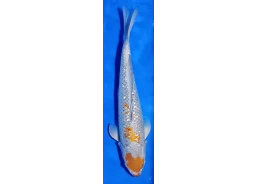 Carpe koi A 40-45 cm Photo...