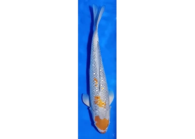 Carpe koi A 40-45 cm Photo N°61