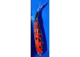 Carpe koi A 40-45 cm Photo...