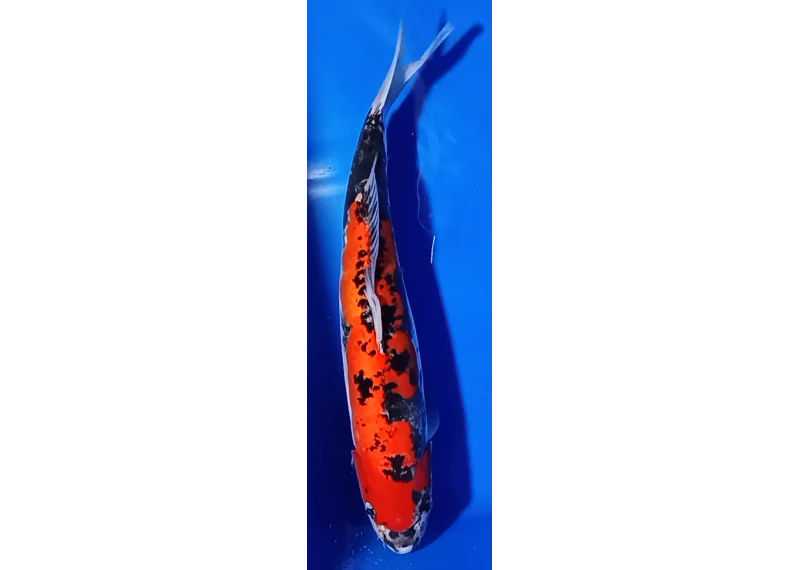Carpe koi A 40-45 cm Photo N°62