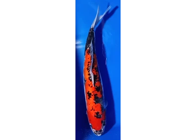 Carpe koi A 40-45 cm Photo N°62