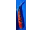 Carpe koi A 40-45 cm Photo N°62