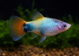 Platy blue butterfly mickey