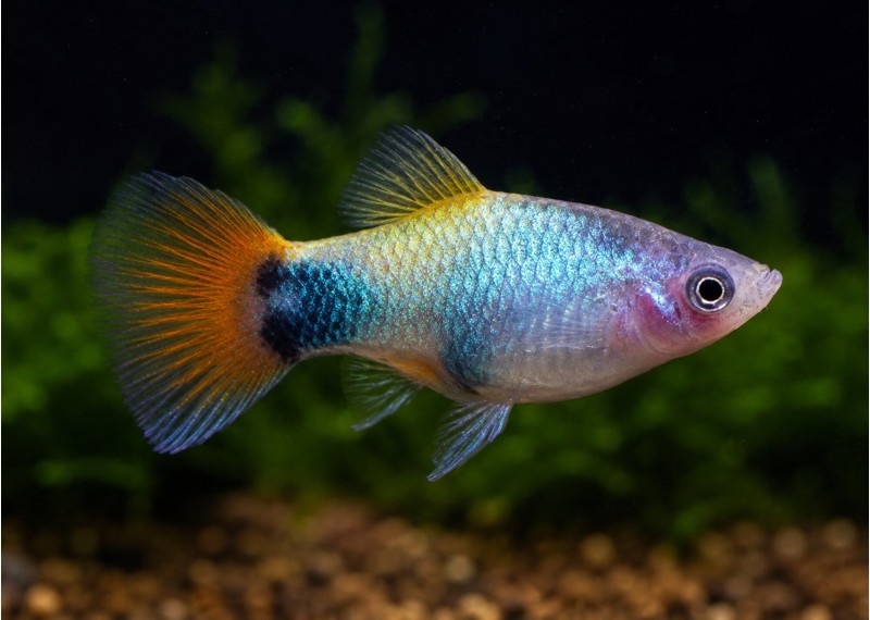 Platy blue butterfly mickey