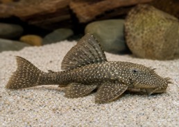 Ancistrus