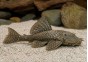 Ancistrus