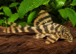 Peckoltia lineola L202