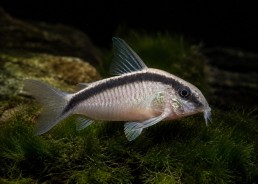 Brochis arcuatus