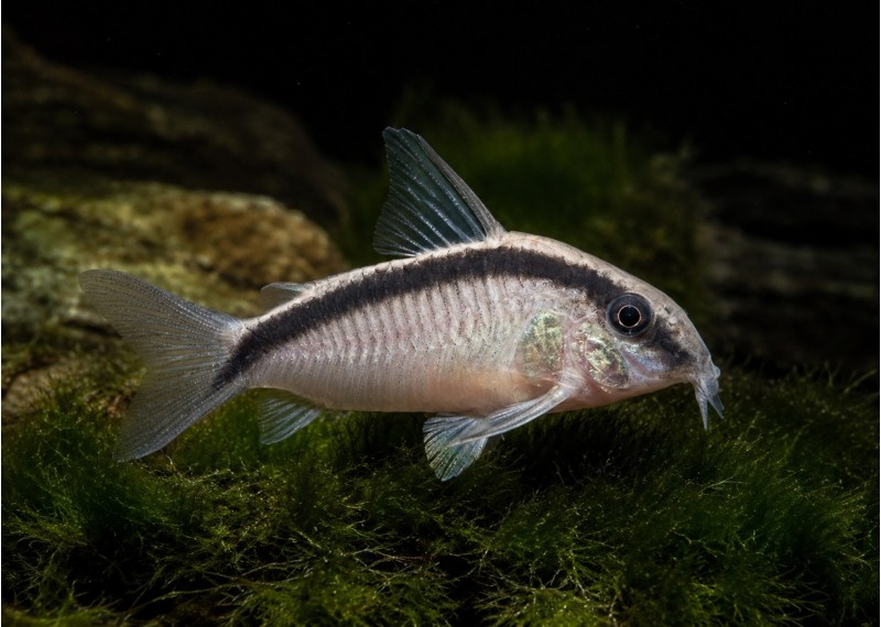 Brochis arcuatus