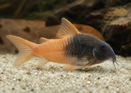 Hoplisoma aff. concolor CW217