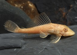 Pleco gold